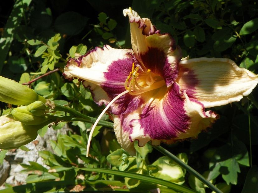 Sabine Baur - Hemerocallis 2017