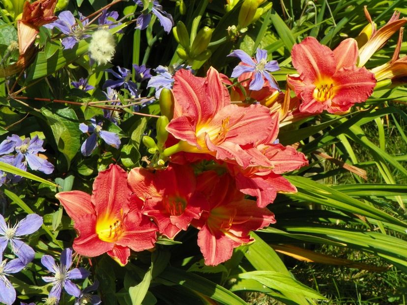 Baltimore Oriole - Hemerocallis 2017