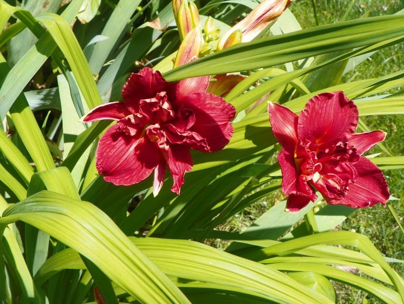 Double Firecracker - Hemerocallis 2017