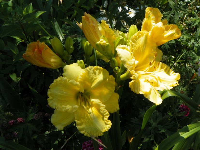 Hello Sunshine - Hemerocallis 2017