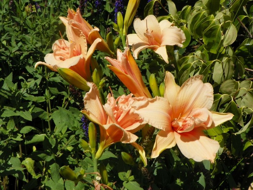 Double Dream - Hemerocallis 2017