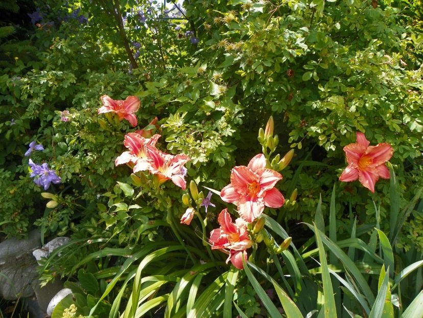 South Seas - Hemerocallis 2017