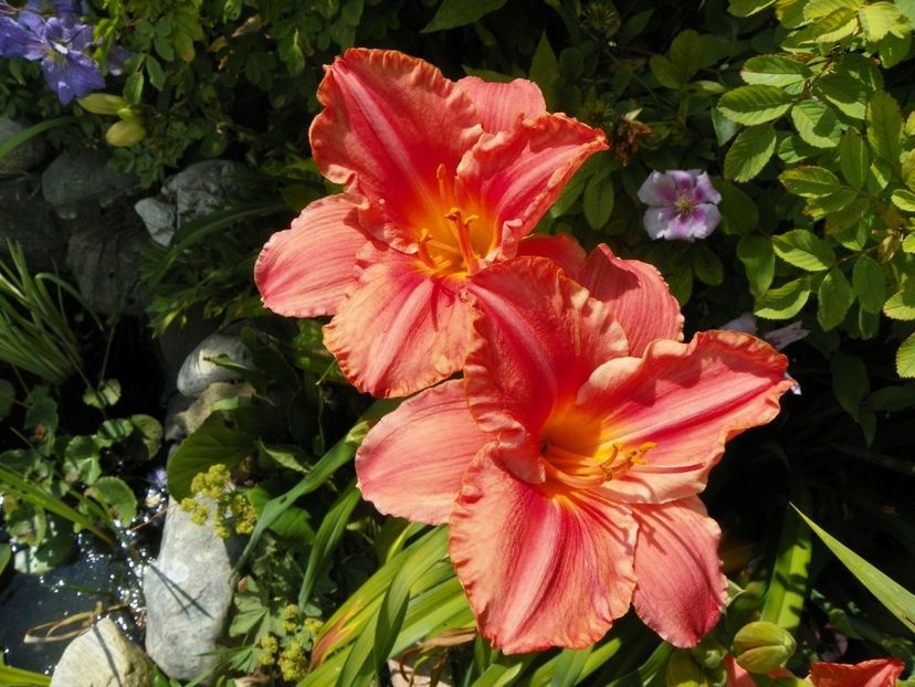 South Seas - Hemerocallis 2017