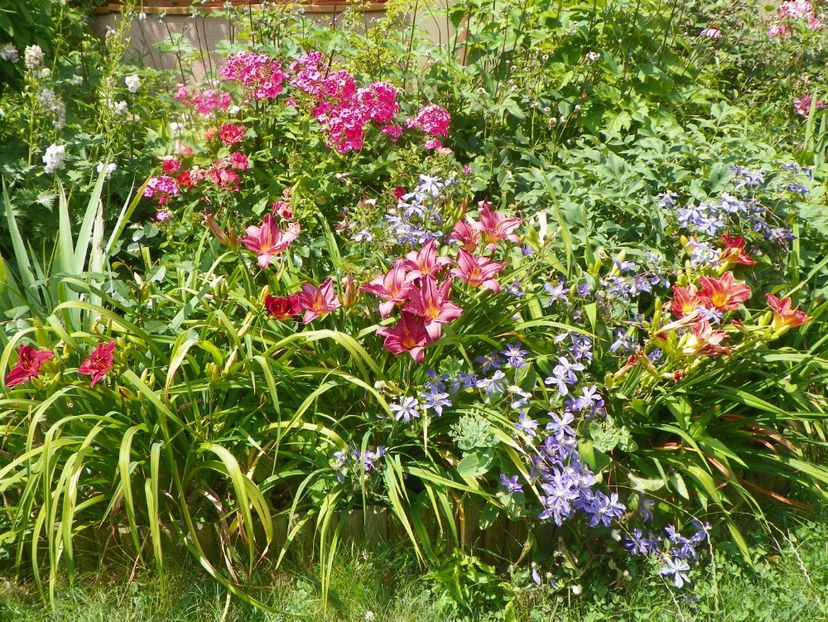 Siloam Showgirl, Chicago Royal Robe, Baltimore Oriole - Hemerocallis 2017