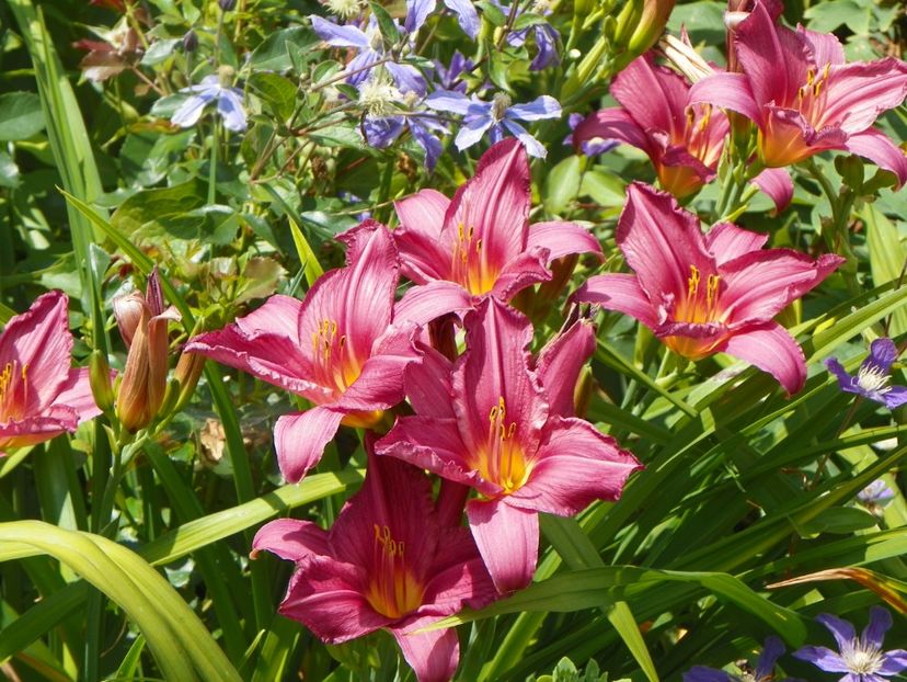 Chicago Royal Robe - Hemerocallis 2017