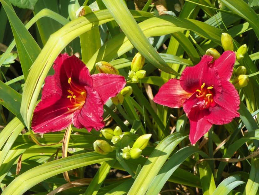 Siloam Showgirl - Hemerocallis 2017