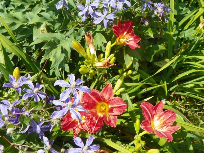 South Seas - Hemerocallis 2017