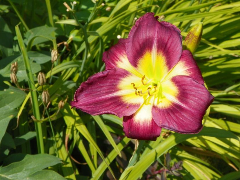 Night Beacon - Hemerocallis 2017