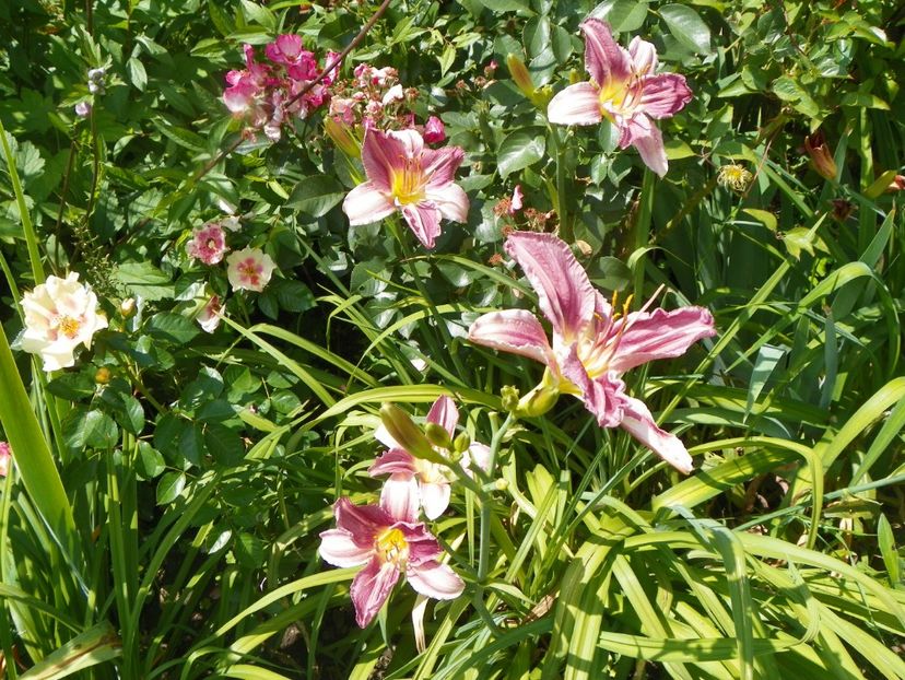 Blue Eyes - Hemerocallis 2017