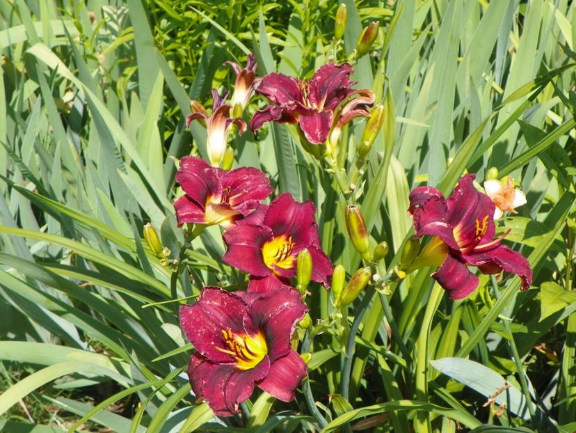 Holy Moses - Hemerocallis 2017