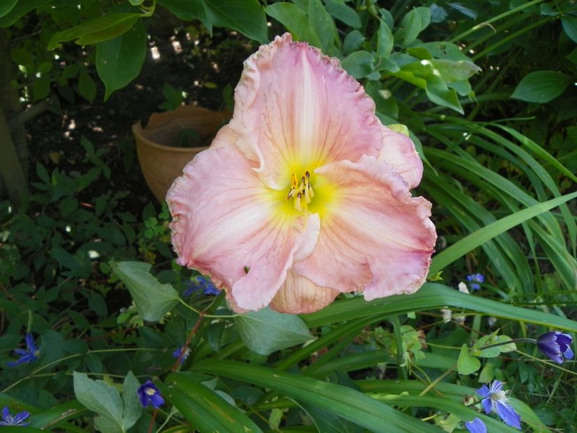 Chardonnay - Hemerocallis 2017