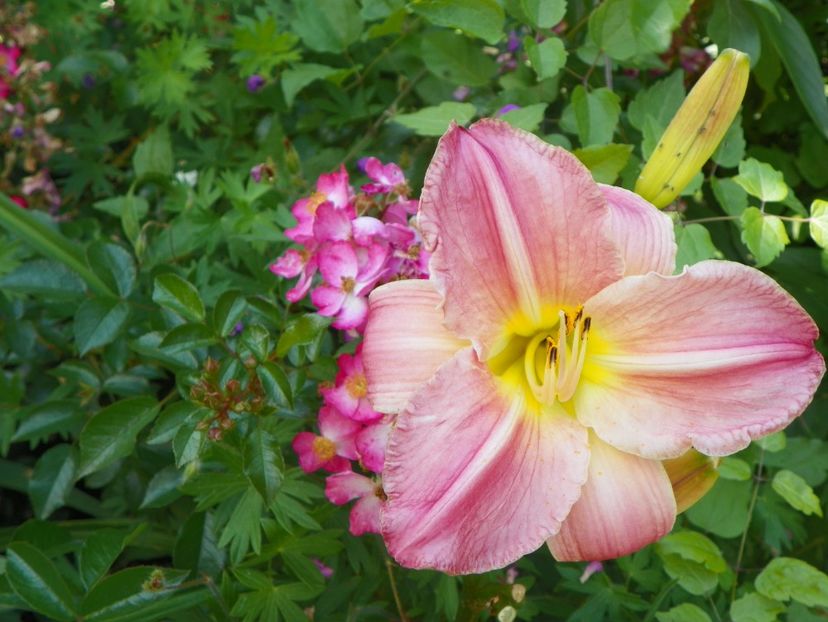Sherry Fair - Hemerocallis 2017