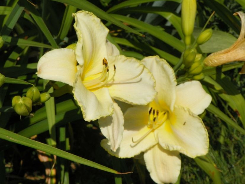 White Temptation - Hemerocallis 2017