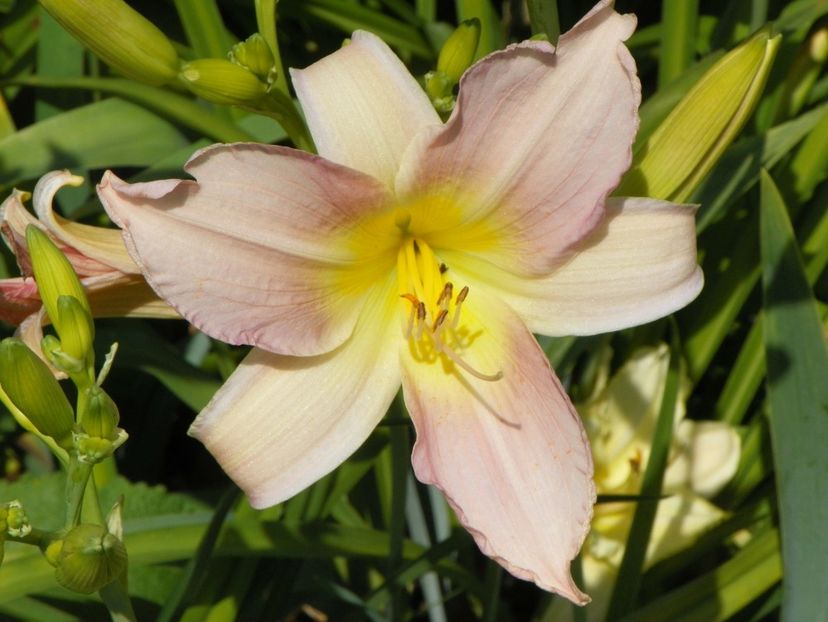 Catherine Woodbury - Hemerocallis 2017