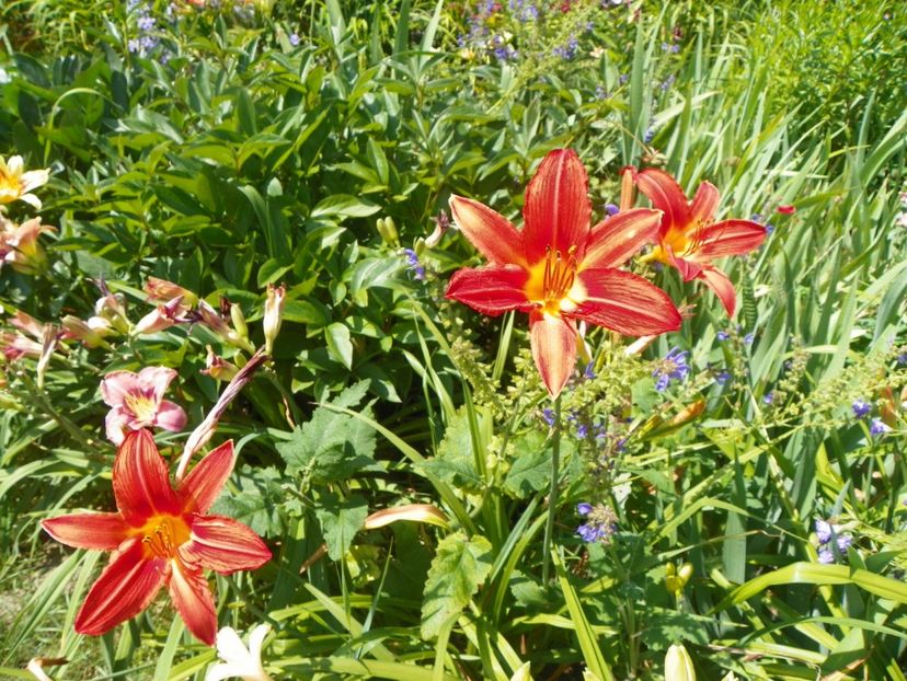 Red Magic - Hemerocallis 2017