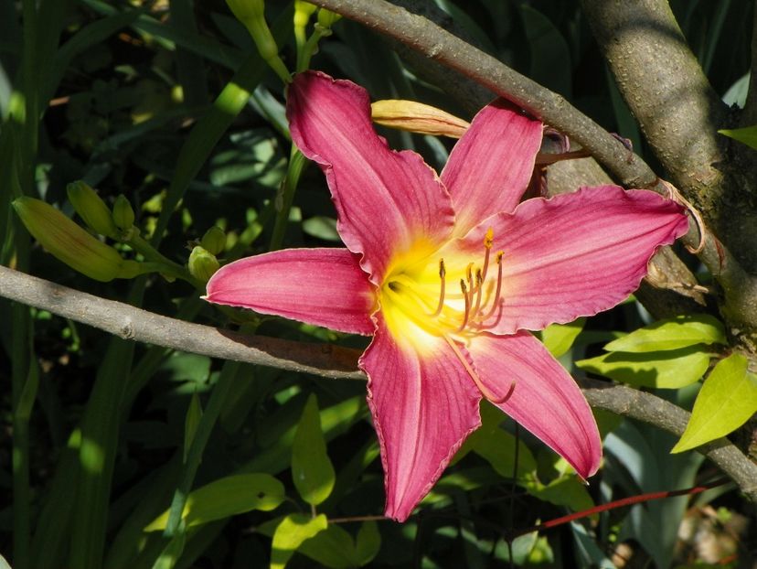 Summer Wine - Hemerocallis 2017