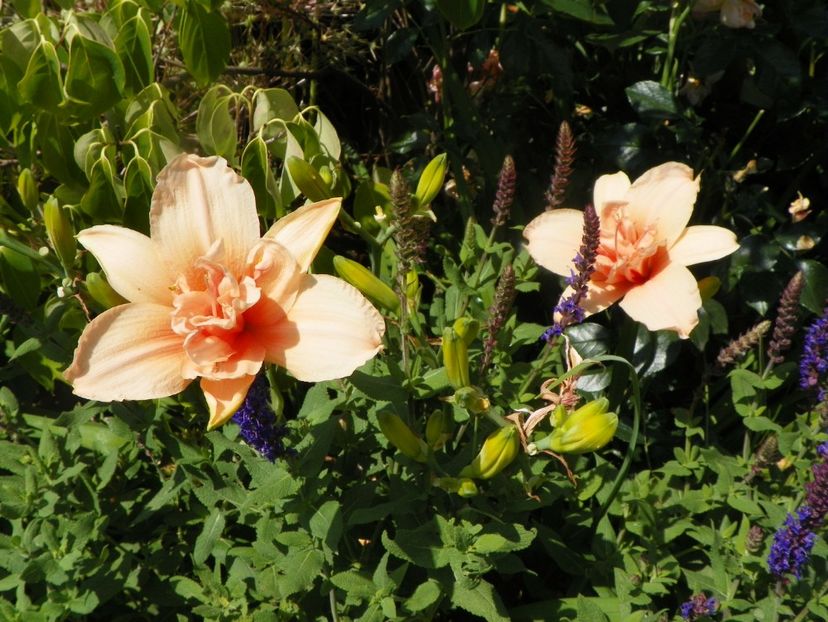 Double Dream - Hemerocallis 2017