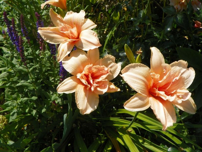 Double Dream - Hemerocallis 2017