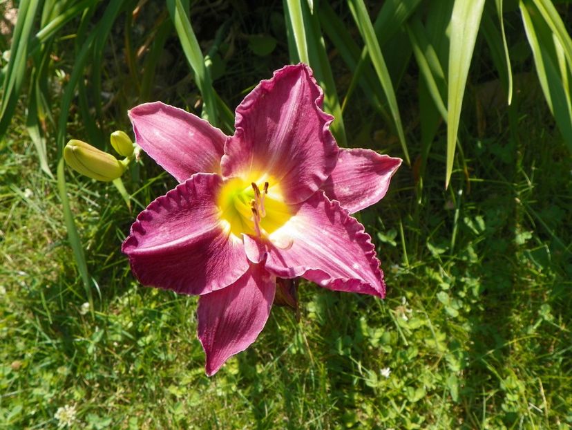Disraeli - Hemerocallis 2017