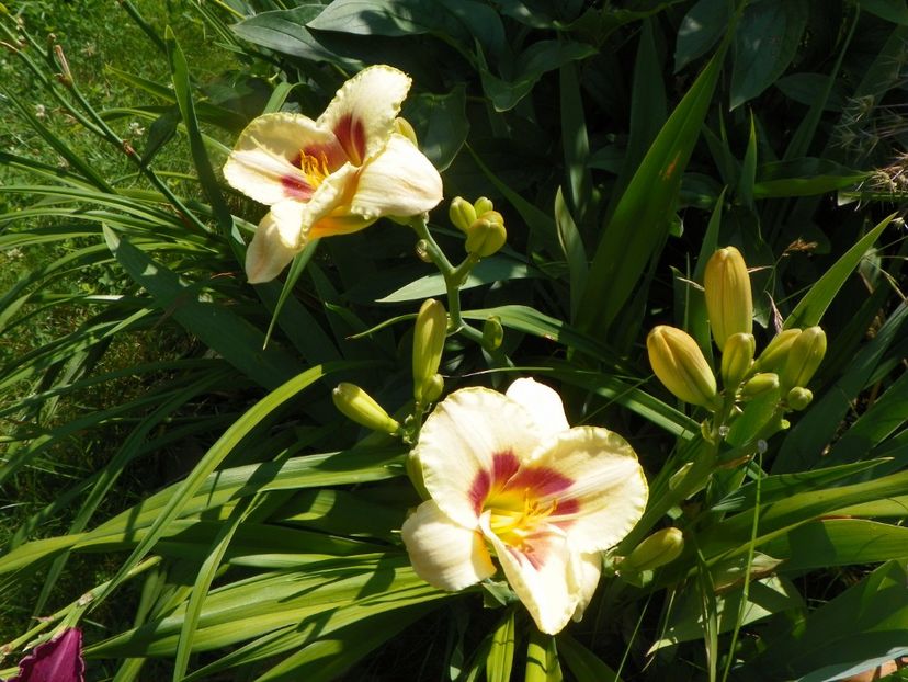 Custard Candy - Hemerocallis 2017
