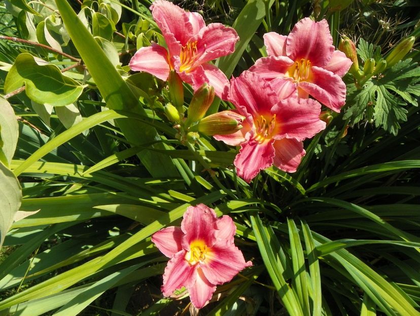Rosy Returns - Hemerocallis 2017