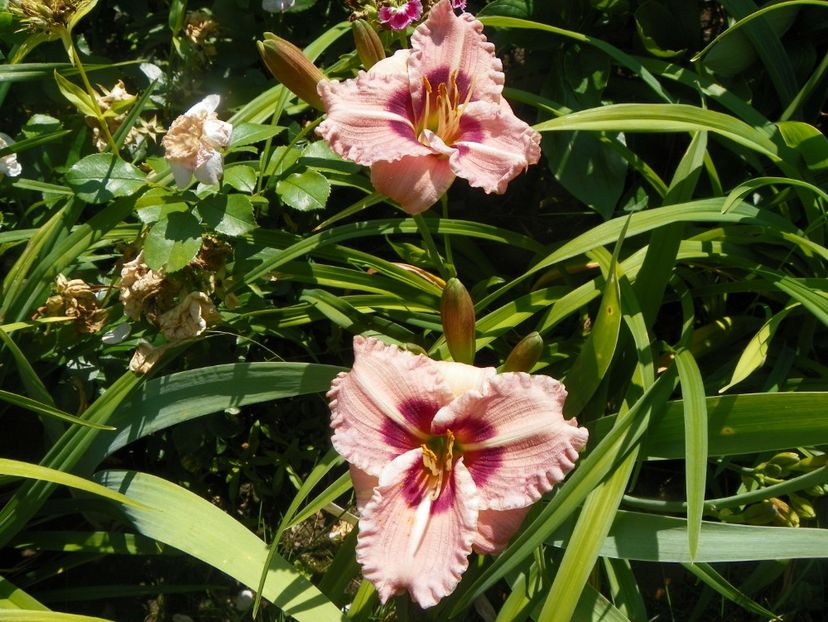 Siloam Merle Kent - Hemerocallis 2017