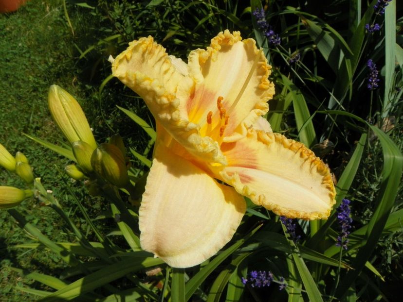 Wisest of Wizards - Hemerocallis 2017
