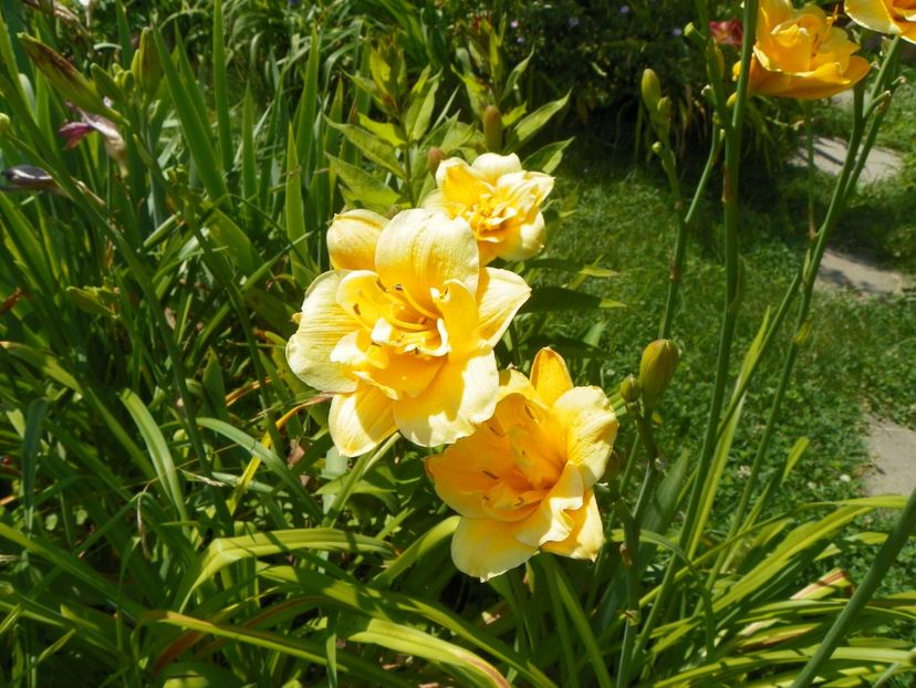 Little Carnation - Hemerocallis 2017