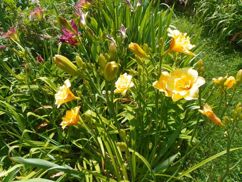 Little Carnation - Hemerocallis 2017