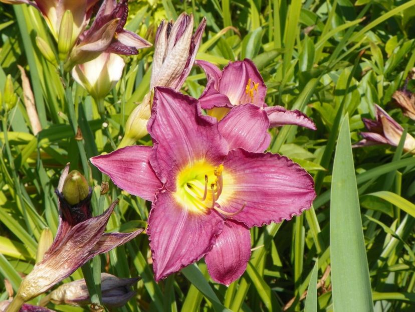 Silent Sentry - Hemerocallis 2017