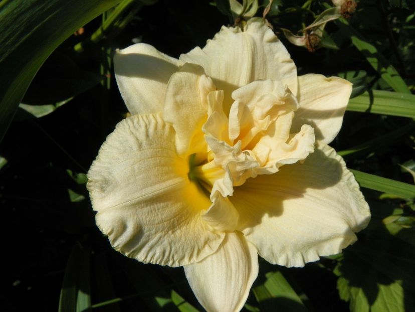 Schnickel Fritz - Hemerocallis 2017