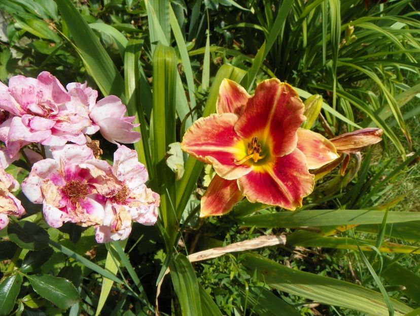 Fire and Fog - Hemerocallis 2017