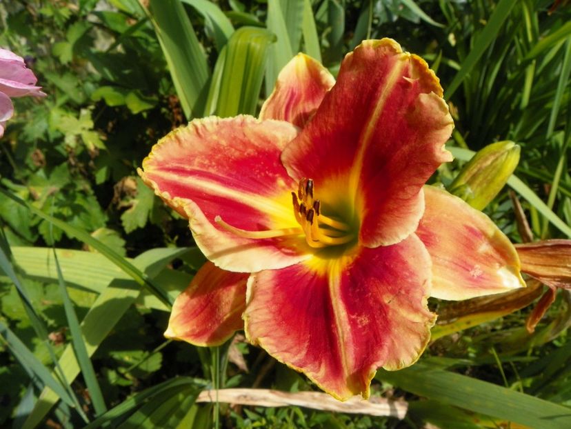 Fire and Fog - Hemerocallis 2017