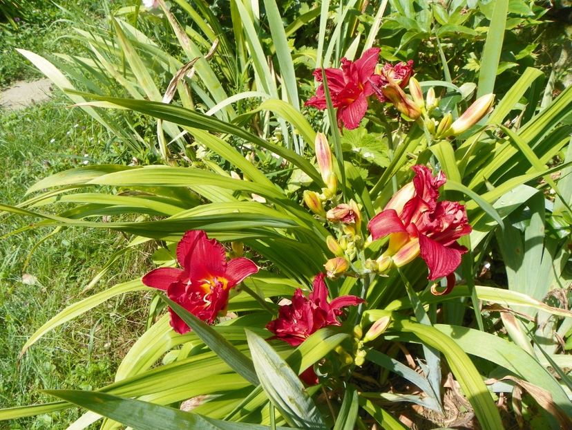 Double Firecracker - Hemerocallis 2017