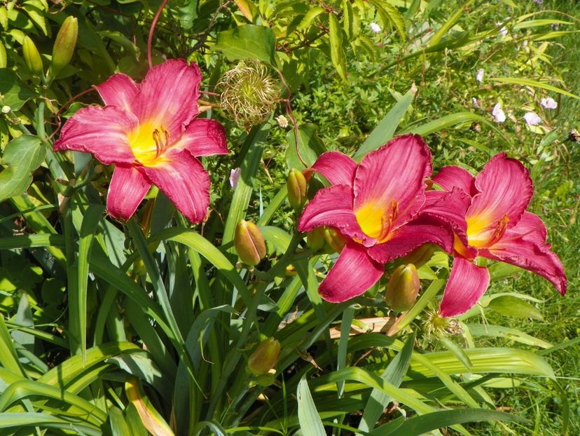 Siloam Royal Prince - Hemerocallis 2017