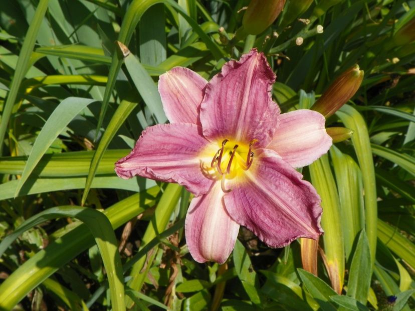 Blue Eyes - Hemerocallis 2017
