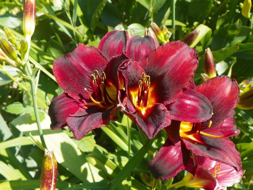 Starling - Hemerocallis 2017