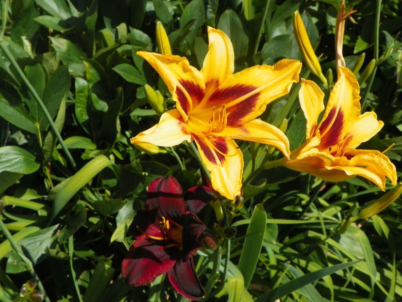 Bonanza si Starling - Hemerocallis 2017