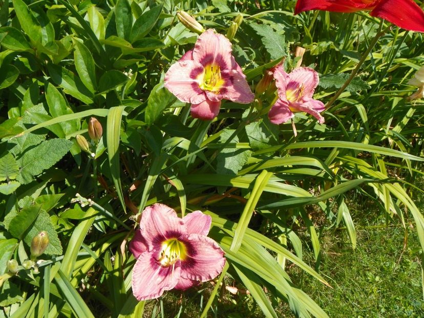 Orchid Candy - Hemerocallis 2017