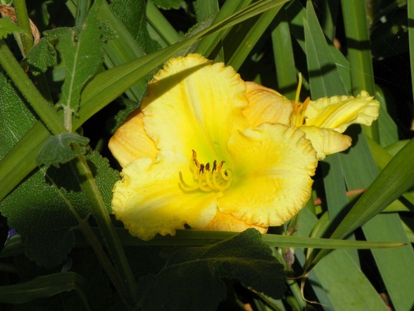 Unique Style - Hemerocallis 2017