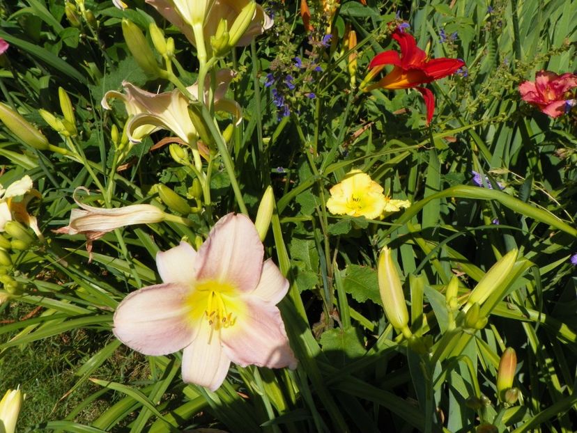 Catherine Woodbury si Red Magic - Hemerocallis 2017