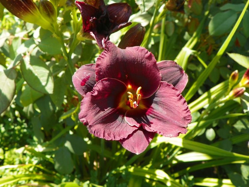 Vesuvian Blackout - Hemerocallis 2017