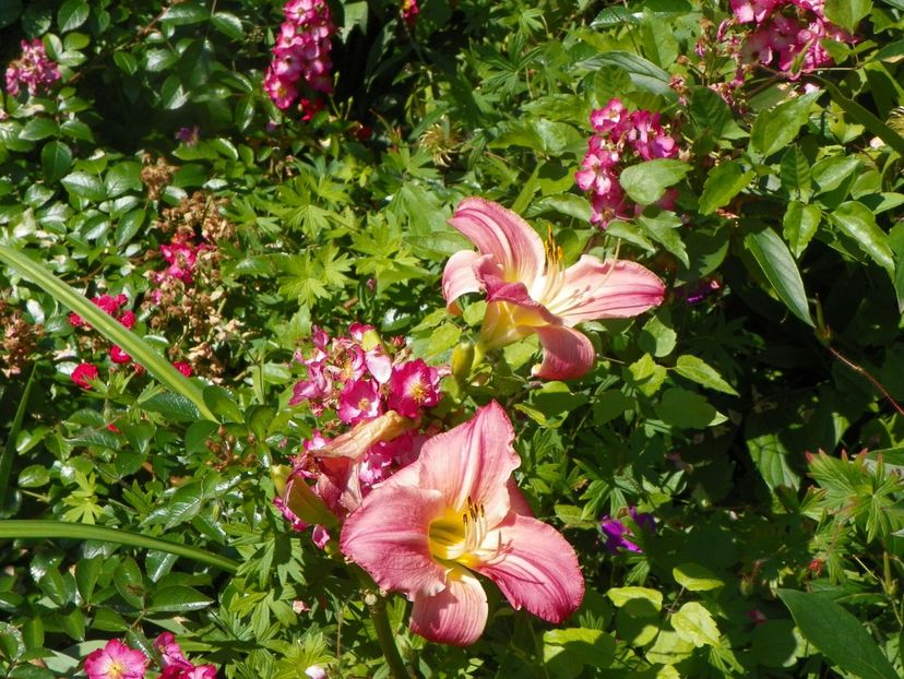 Sherry Fair - Hemerocallis 2017