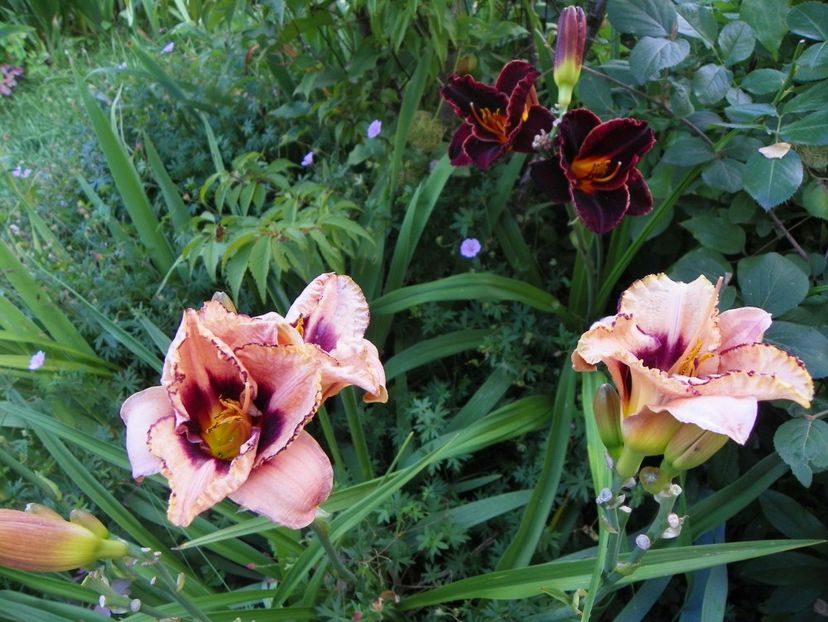 Daring Dilemma si Diamant Noir - Hemerocallis 2017