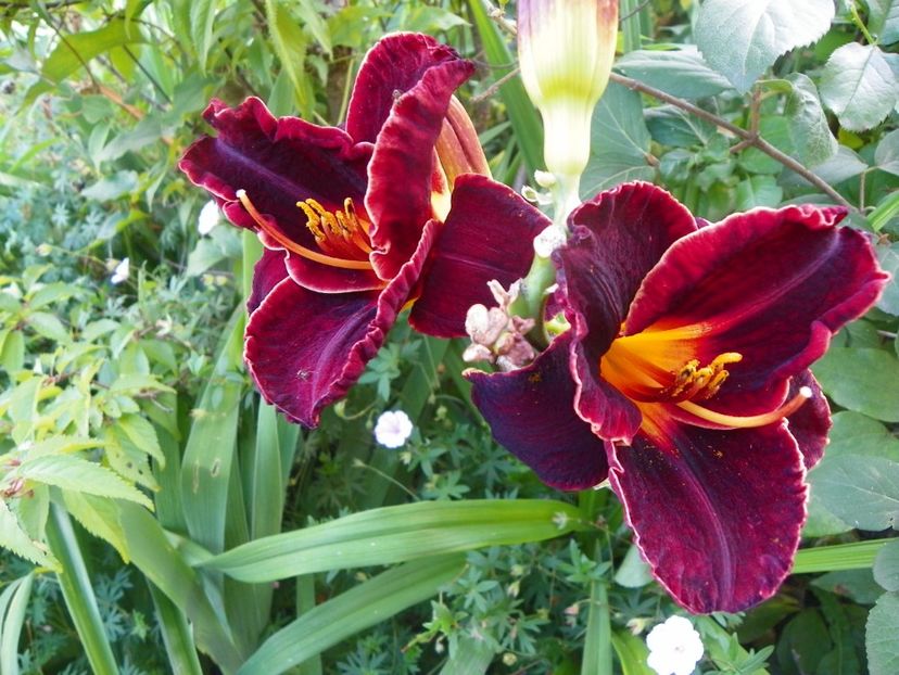 Diamant Noir - Hemerocallis 2017