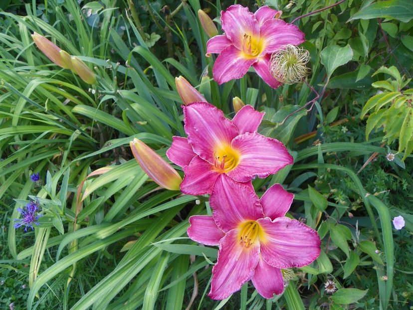 Siloam Royal Prince - Hemerocallis 2017