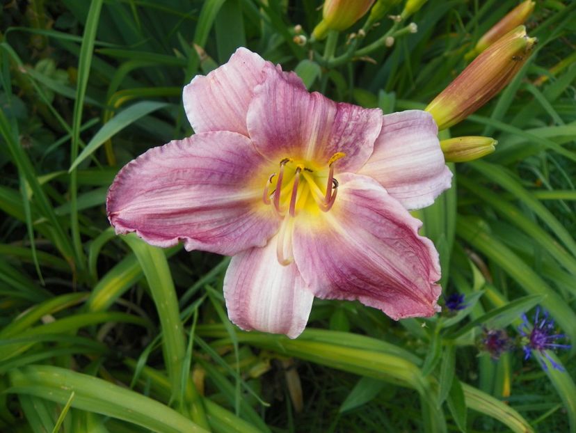 Blue Eyes - Hemerocallis 2017