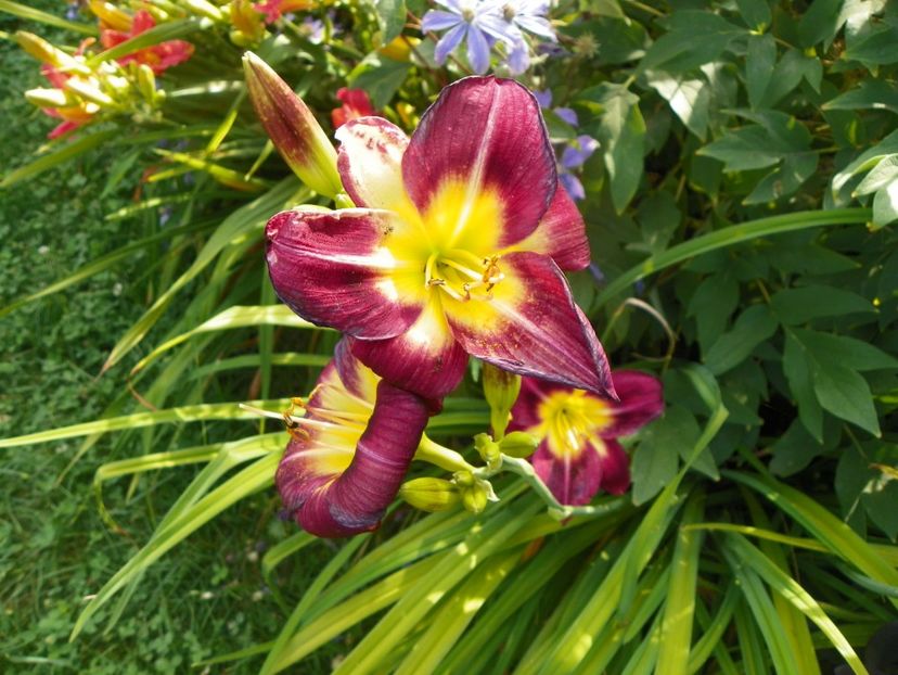 Night Beacon - Hemerocallis 2017