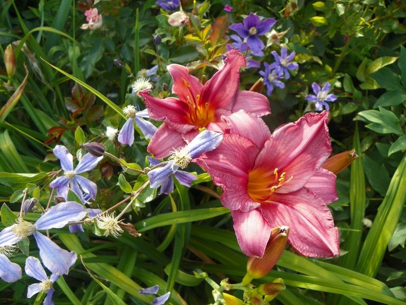 Chicago Royal Robe - Hemerocallis 2017