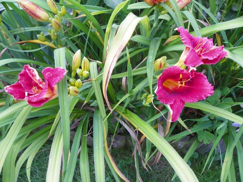 Siloam Showgirl - Hemerocallis 2017